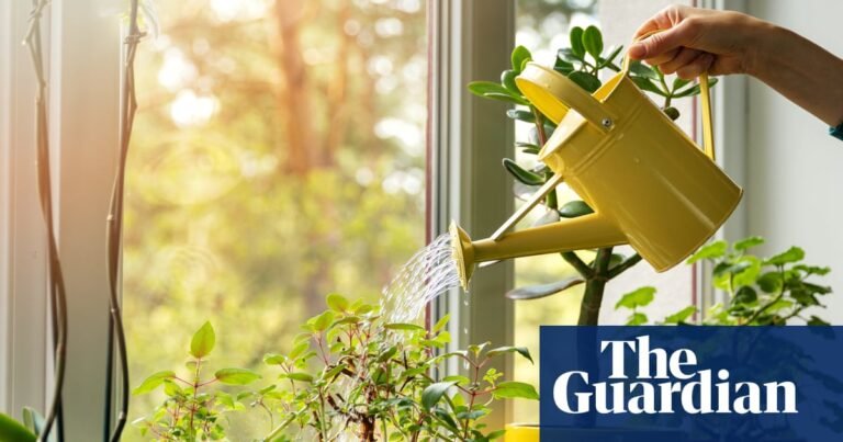 14 ways to keep your houseplants alive while you’re on holiday (and how to revive them when you get back) | Houseplants