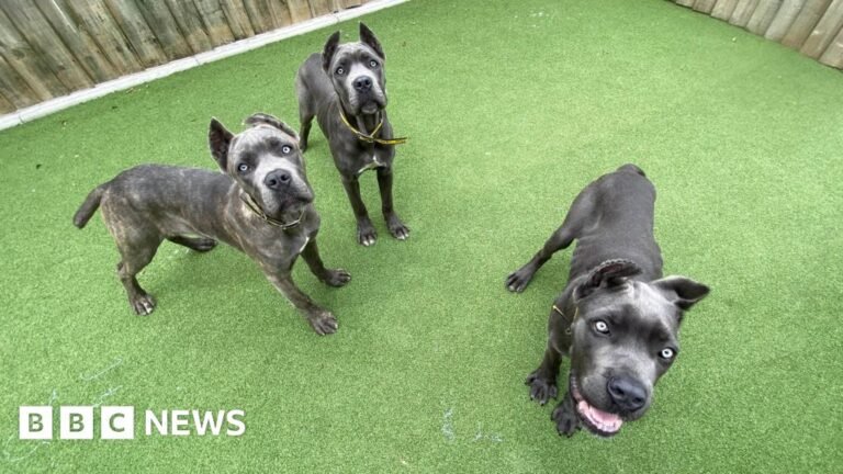 Danny Chambers MP's mutilated pets import ban bill set to become law