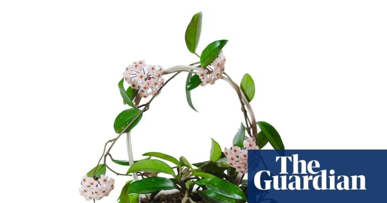 Houseplant clinic: why won’t my wax plant bloom? | Houseplants