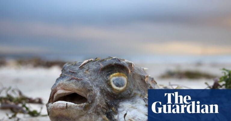 SA premier declares algal bloom a ‘natural disaster’ as Greens warn ‘Adelaide beaches today could be Bondi tomorrow’ | South Australia