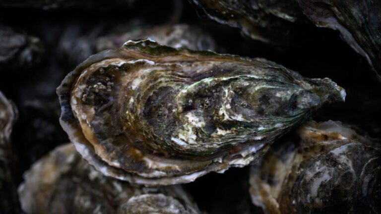 🌟The Bright Side: Belgium uses shipwreck to revive rare North Sea oysters