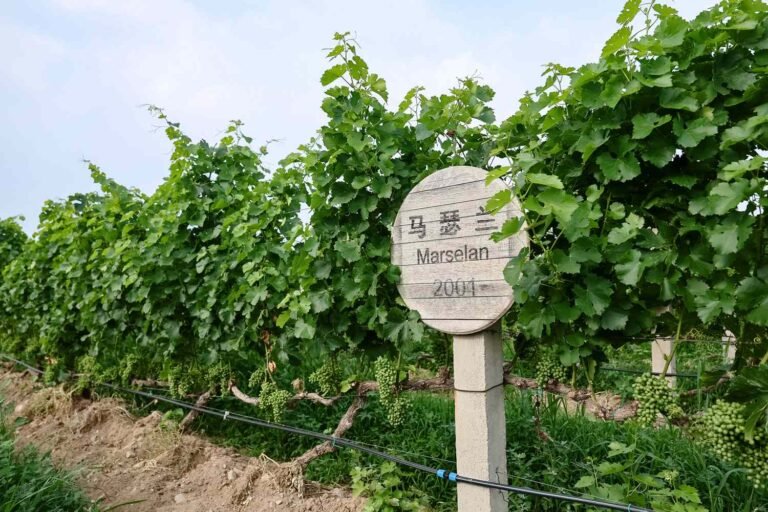 This Country Is Home to Several Emerging Wine Regions—and It Might Surprise You