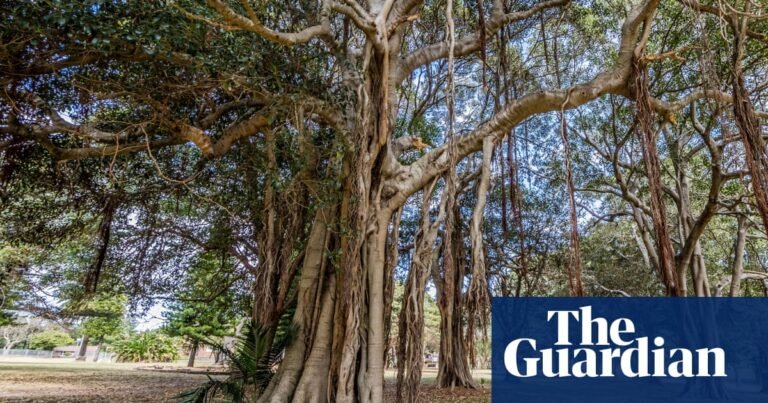 Tiny fungus farming beetle from WA could wreak havoc on Sydney’s heritage trees | Invasive species