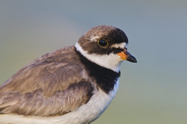 How to Watch the Fall Bird Migration Happening Now