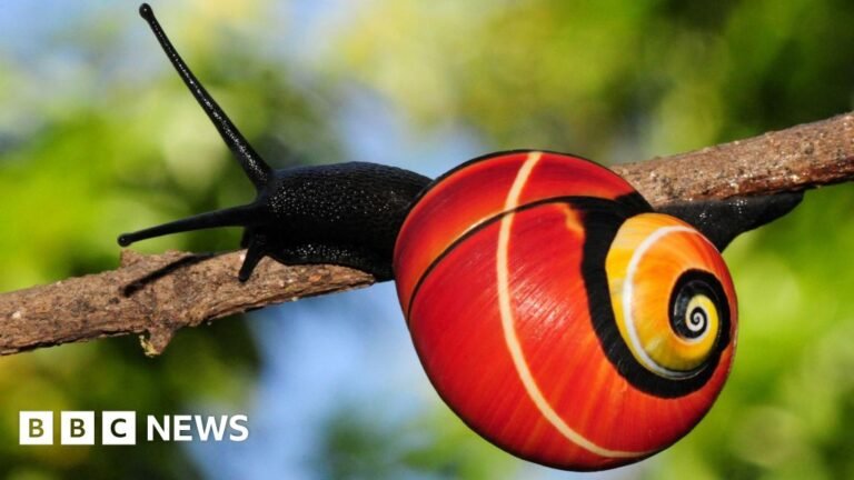 Mission under way to save 'world's most beautiful' snails