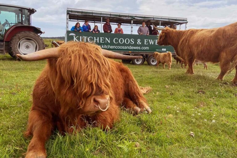 This Castle Lets You Hang Out With Highland Cows on a 'Bovine Safari'