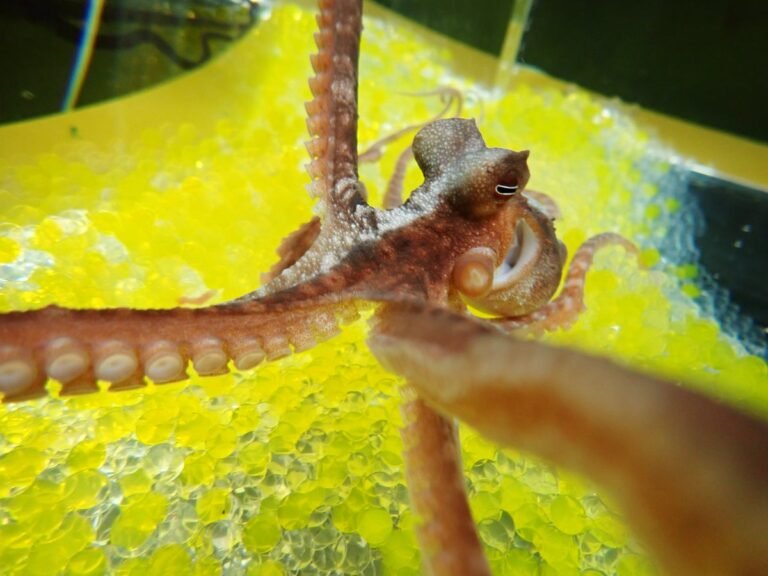 Freaky ‘'Rubber Hand’ Illusion’ Works on Octopuses, Too