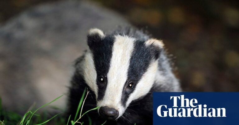 Labour could end badger cull but only with Covid-style testing and vaccines – report | Wildlife